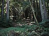 Santa Cruz County, CA (Near town of Santa Cruz