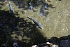 Sturgeon