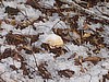 Matsutake Mushrooms