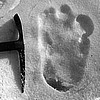 Yeti Print 1951