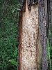 Bark Scratch