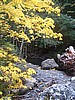 Bluff Creek/ California