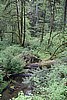 California Rain Forest