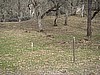 Hayfork- Deer