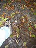 Footprint