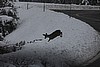 Deer at 3500 Feet