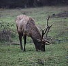 Roosevelt Elk Buck