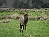 Roosevelt Elk