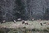 Roosevelt Herd