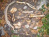 Skeleton