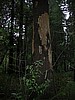 Tree Damaged