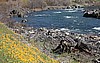 Spring on the Trinity River